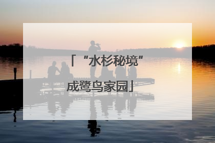 “水杉秘境”成鹭鸟家园