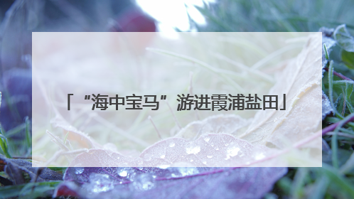 “海中宝马”游进霞浦盐田
