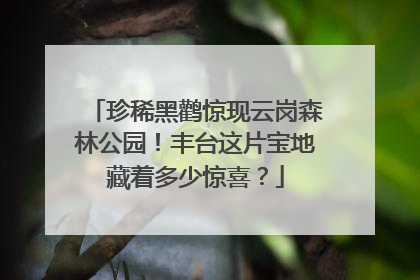 珍稀黑鹳惊现云岗森林公园！丰台这片宝地藏着多少惊喜？