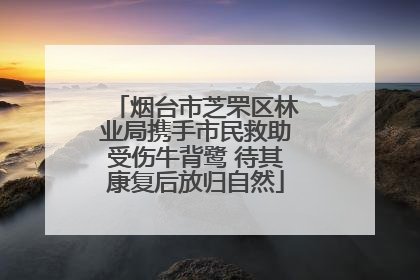 烟台市芝罘区林业局携手市民救助受伤牛背鹭 待其康复后放归自然