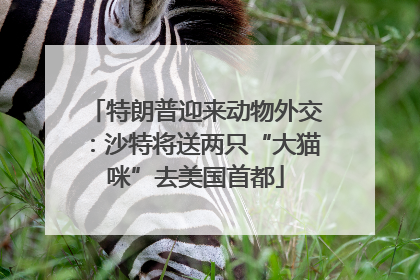 特朗普迎来动物外交：沙特将送两只“大猫咪”去美国首都