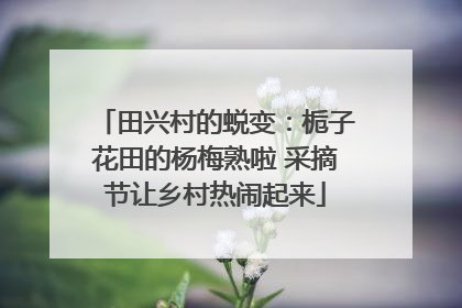 田兴村的蜕变：栀子花田的杨梅熟啦 采摘节让乡村热闹起来