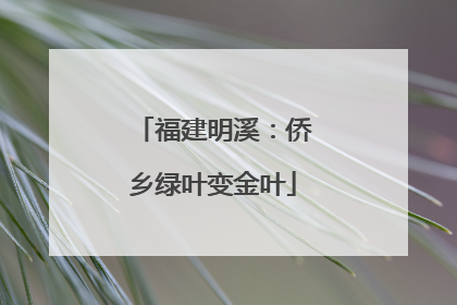 福建明溪：侨乡绿叶变金叶
