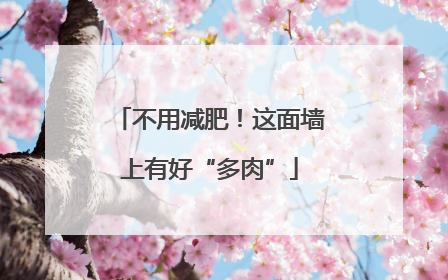 不用减肥！这面墙上有好“多肉”