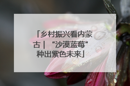 乡村振兴看内蒙古｜“沙漠蓝莓”种出紫色未来