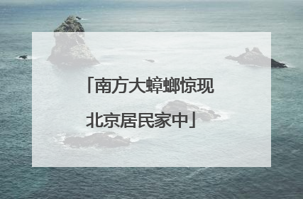 南方大蟑螂惊现北京居民家中