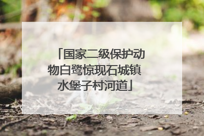 国家二级保护动物白鹭惊现石城镇水堡子村河道