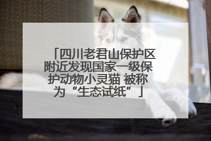 四川老君山保护区附近发现国家一级保护动物小灵猫 被称为“生态试纸”