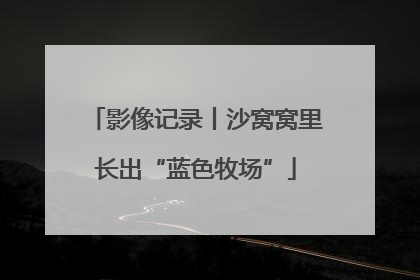 影像记录丨沙窝窝里长出“蓝色牧场”