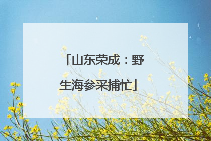 山东荣成：野生海参采捕忙