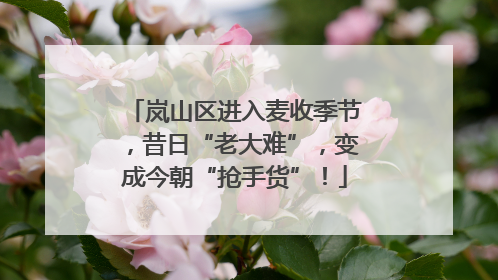 岚山区进入麦收季节，昔日“老大难”，变成今朝“抢手货”！