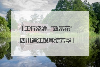 工行浇灌“致富花” 四川通江银耳绽芳华