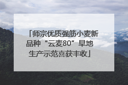 师宗优质强筋小麦新品种“云麦80”旱地生产示范喜获丰收