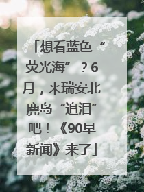 想看蓝色“荧光海”？6月，来瑞安北麂岛“追泪”吧！《90早新闻》来了