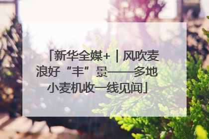 新华全媒+｜风吹麦浪好“丰”景——多地小麦机收一线见闻