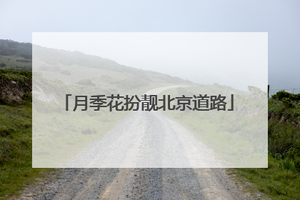 月季花扮靓北京道路