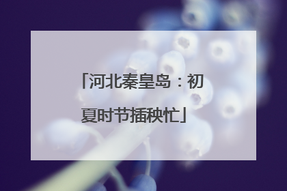 河北秦皇岛：初夏时节插秧忙