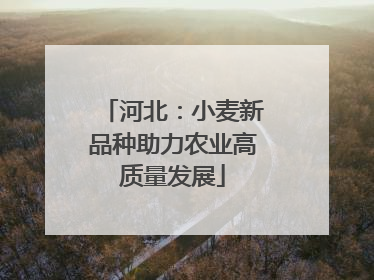 河北：小麦新品种助力农业高质量发展