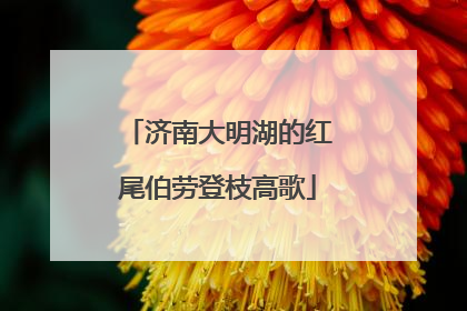 济南大明湖的红尾伯劳登枝高歌
