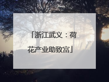 浙江武义：荷花产业助致富