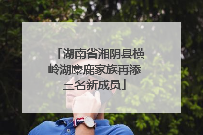 湖南省湘阴县横岭湖麋鹿家族再添三名新成员