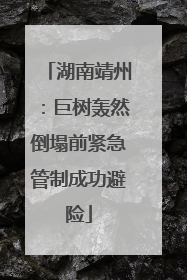 湖南靖州：巨树轰然倒塌前紧急管制成功避险