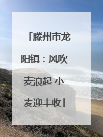 滕州市龙阳镇：风吹麦浪起 小麦迎丰收