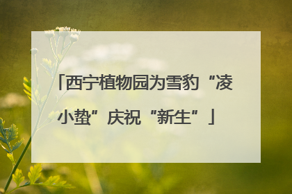 西宁植物园为雪豹“凌小蛰”庆祝“新生”