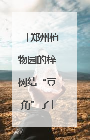 郑州植物园的梓树结“豆角”了
