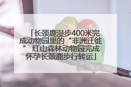 长颈鹿漫步400米完成动物园里的“非洲迁徙” 红山森林动物园完成怀孕长颈鹿步行转运