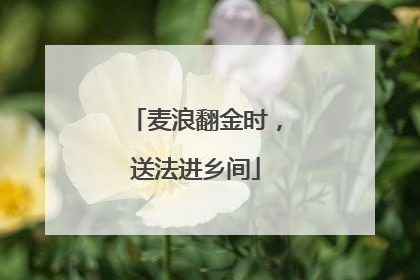 麦浪翻金时，送法进乡间
