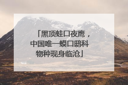 黑顶蛙口夜鹰，中国唯一蟆口鸱科物种现身临沧