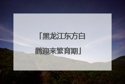 黑龙江东方白鹳迎来繁育期