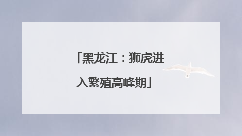 黑龙江：狮虎进入繁殖高峰期