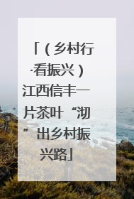 （乡村行·看振兴）江西信丰一片茶叶“沏”出乡村振兴路