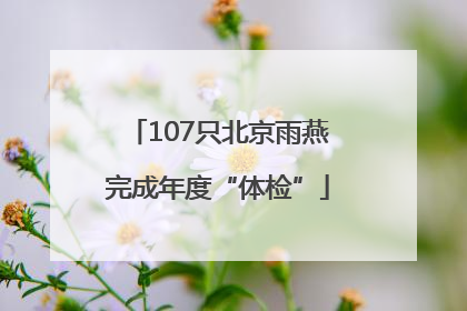 107只北京雨燕完成年度“体检”