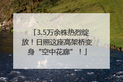3.5万余株热烈绽放！日照这座高架桥变身“空中花廊”！